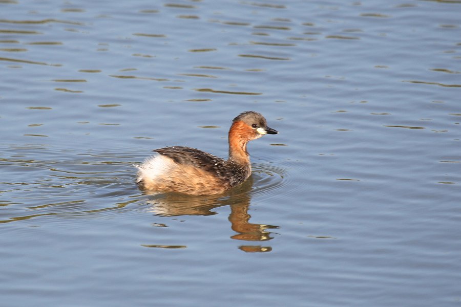 �J�C�c�u��