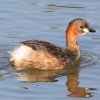 Little Grebe �J�C�c�u��