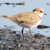 Little Ringed Plover �R�`�h��