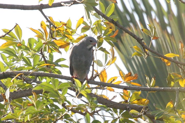 �g�J�Q�m�X��