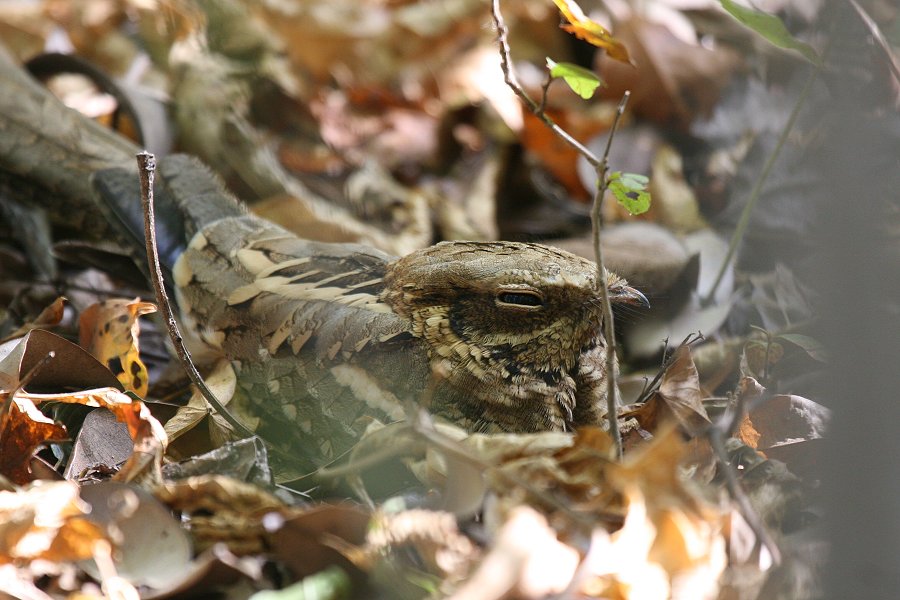 �I�i�K���^�J