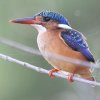 Malachite Kingfisher �J�������J���Z�~