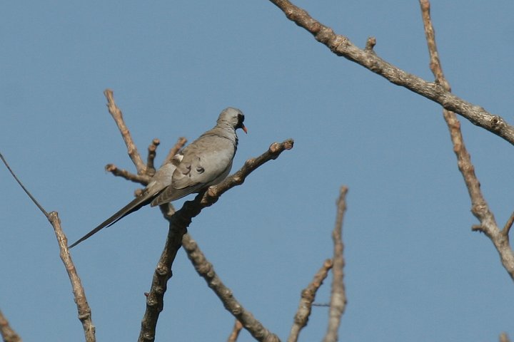 �V�b�|�E�o�g