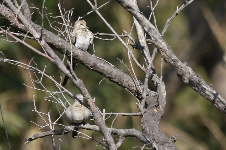 �V�b�|�E�o�g