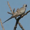 Namaqua Dove �V�b�|�E�o�g
