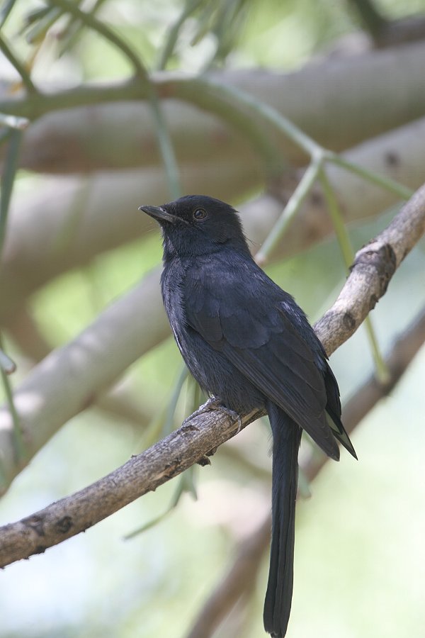 �N���q�^�L