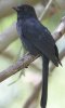 Nothern Black Flycatcher �N���q�^�L