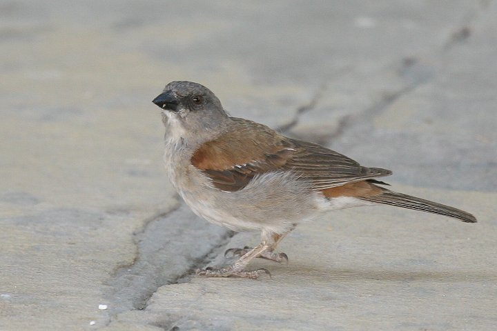 �n�C�K�V���X�Y��