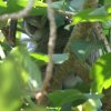 Nothern White-faced Owl �A�t���J�I�I�R�m�n�Y�N