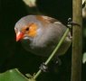 Orange-cheeked Waxbill �z�E�R�E�`���E