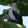 Palm-nut Vulture ���V�n�Q���V