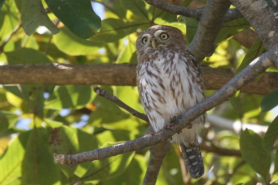 �A�t���J�X�Y���t�N���E