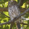 Pearl-spotted Owlet �A�t���J�X�Y���t�N���E