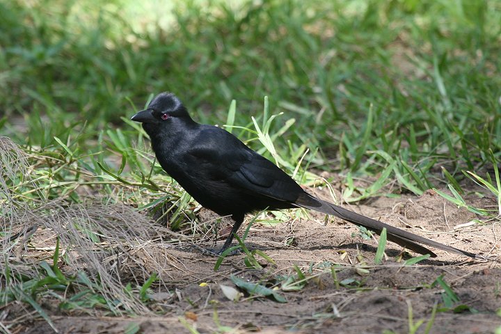 �A�t���J�T���W���N