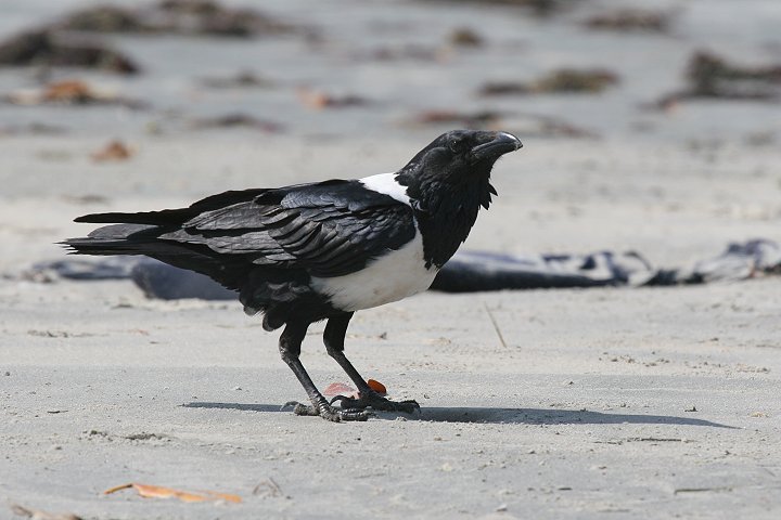 ���i�W���K���X