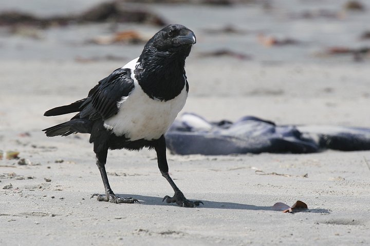 ���i�W���K���X