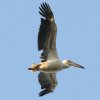Pink-backed Pelican �R�V�x�j�y���J��