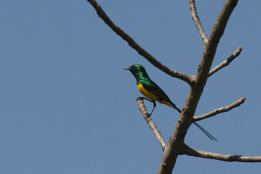 �L�o���R�o�V�^�C���E�`���E