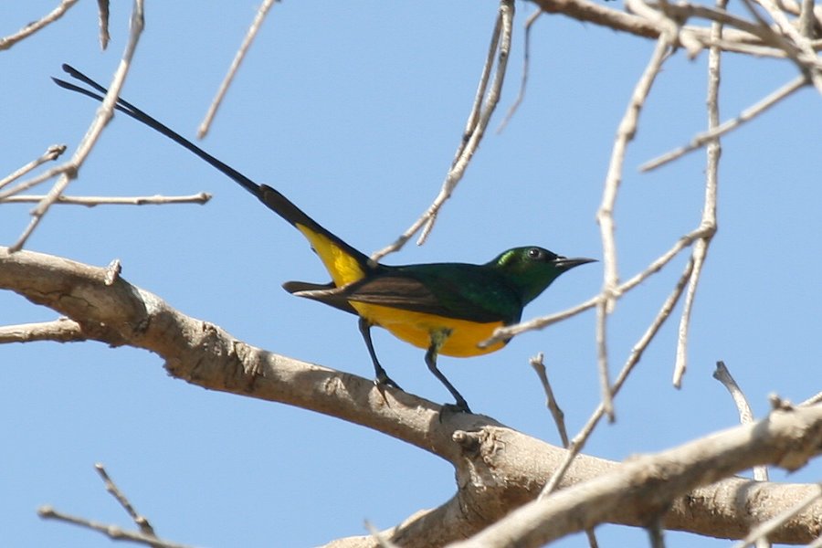 �L�o���R�o�V�^�C���E�`���E