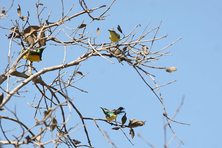 �L�o���R�o�V�^�C���E�`���E