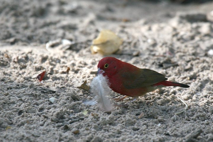 �R�E�M���N�`���E