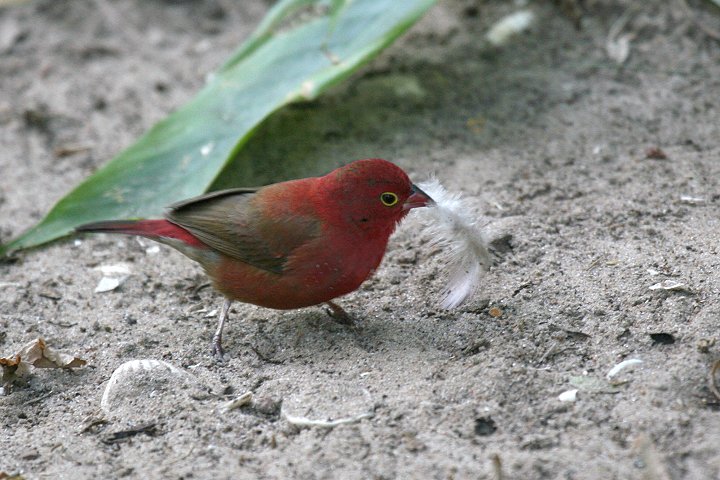 �R�E�M���N�`���E