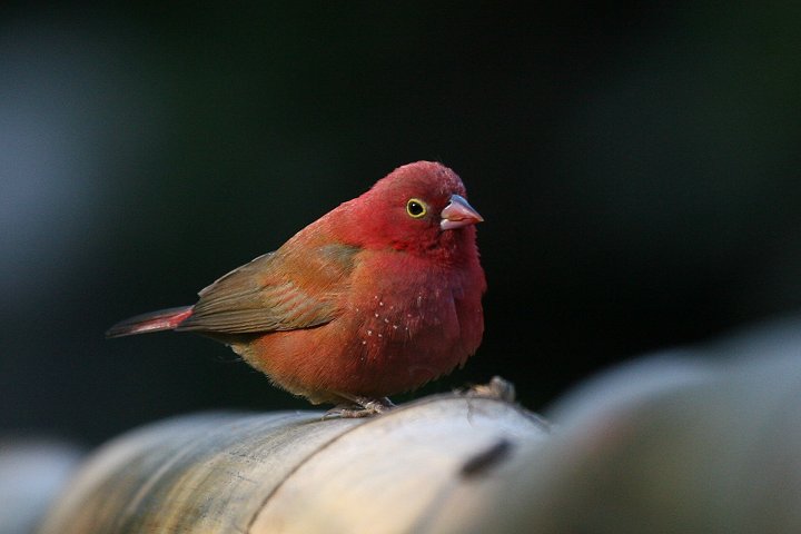 �R�E�M���N�`���E