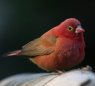 Red-billed Firefinch �R�E�M���N�`���E