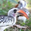 Red-billed Hornbill�@�A�J�n�V�R�T�C�`���E