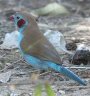 Red-Cheeked Cordon-bleu �Z�C�L�`���E