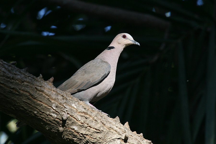 �A�J���W���Y�J�P�o�g