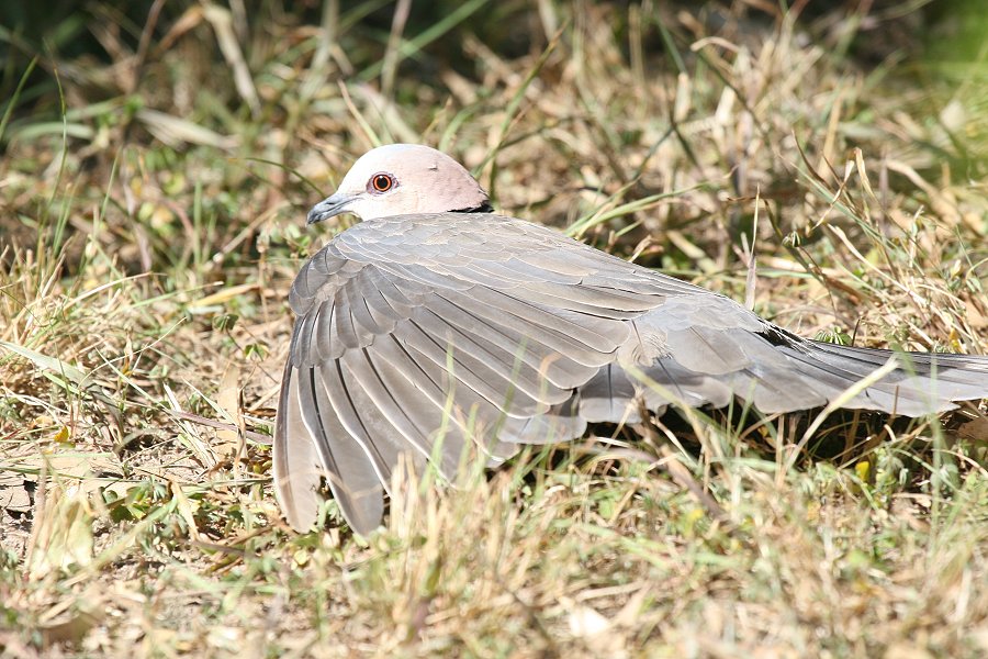 �A�J���W���Y�J�P�o�g