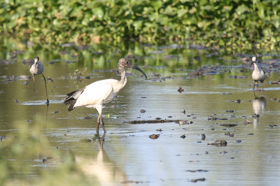 �A�t���J�N���g�L�̗c��