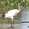 Sacred Ibis �A�t���J�N���g�L