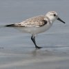 Sanderling �~���r�V�M