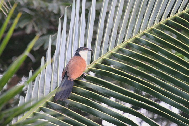 �Z�l�K���o���P��