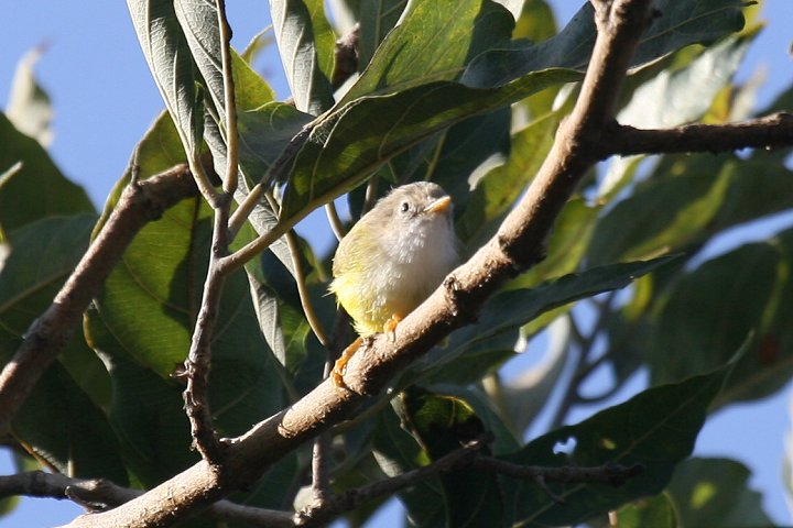 �Z�~�h���q�����V�N�C