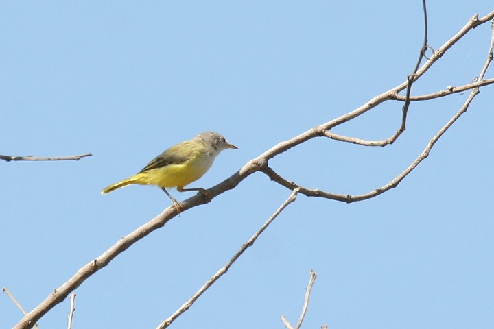 �Z�~�h���q�����V�N�C