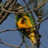 Senegal Parrot �l�Y�~�K�V���n�l�i�K�C���R