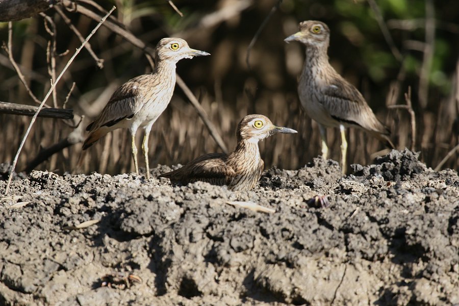 �R�C�V�`�h��