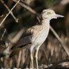 Senegal Thick-Knee �R�C�V�`�h��