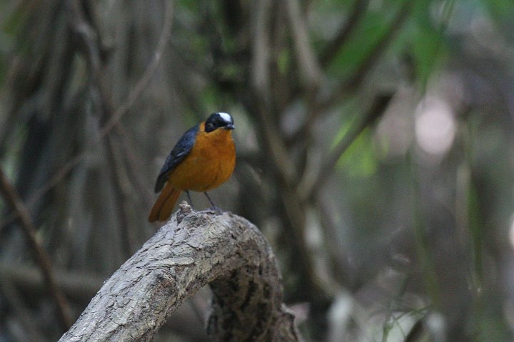 �V���Y�L���c�O�~�q�^�L