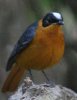 Snowy-crowned Robin Chat �V���Y�L���c�O�~�q�^�L