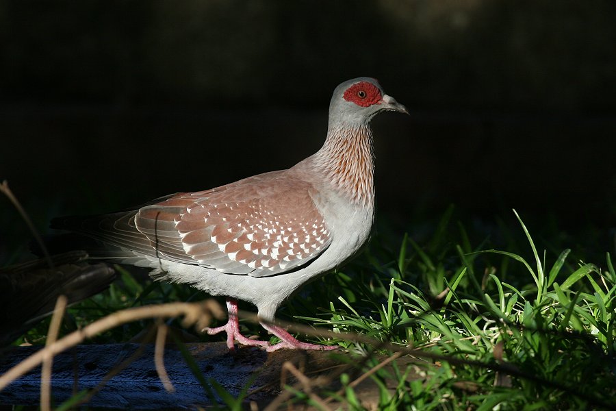 �E���R�J�����o�g