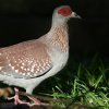 Speckled Pigeon �E���R�J�����o�g