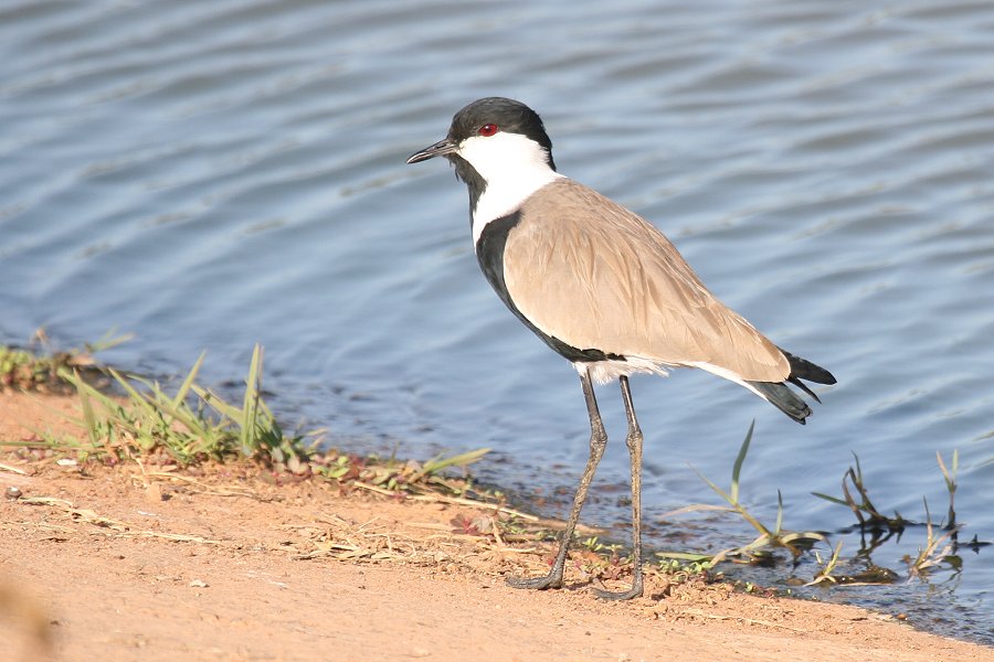 �c���o�Q��