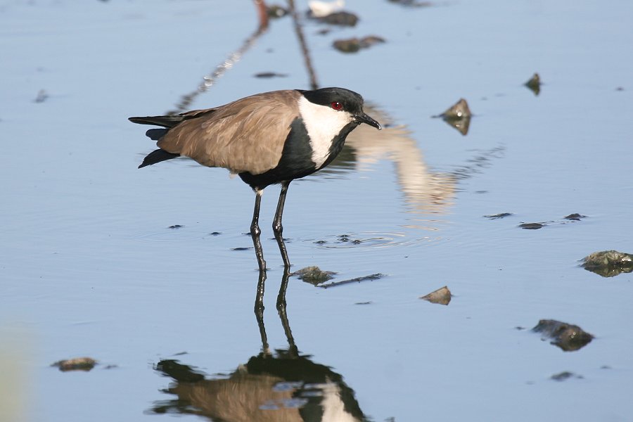 �c���o�Q��