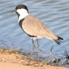 Spur-winged Lapwing �c���o�Q��