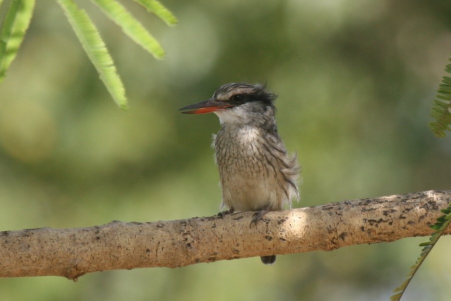 �^�e�t�R�V���E�r��