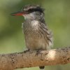 Striped Kingfisher �^�e�t�R�V���E�r��